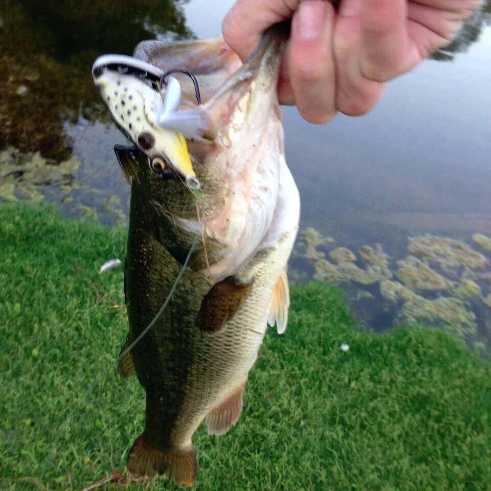 JumpMaster Frog Lure